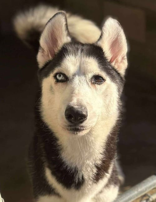 INDIANA - Siberian Husky available for adoption