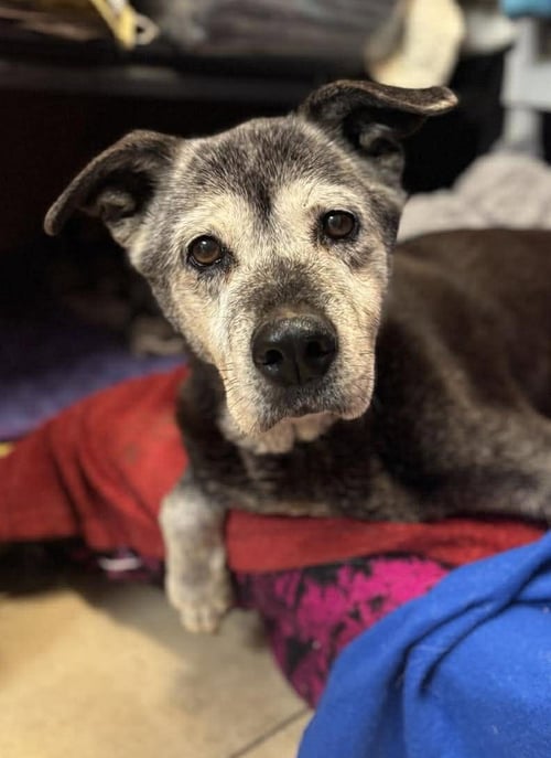 MYA - Labrador Retriever available for adoption