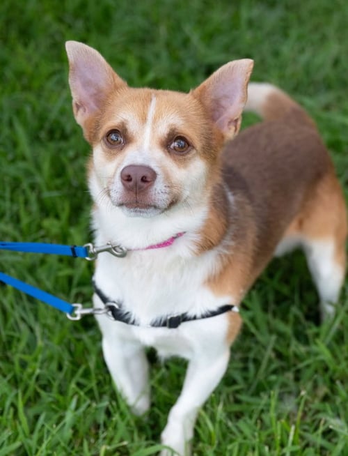 AUGGIE - Chihuahua available for adoption