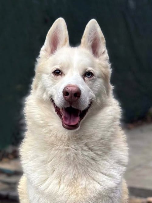 MAVERICK - Siberian Husky available for adoption