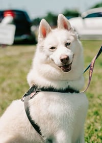 Maverick - Photo 2