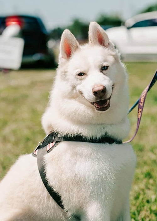 MAVERICK - Siberian Husky available for adoption