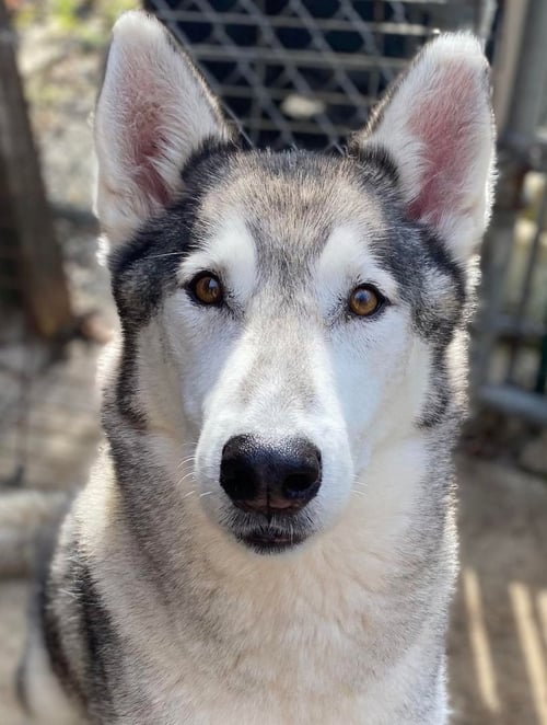 REBEL - Siberian Husky available for adoption