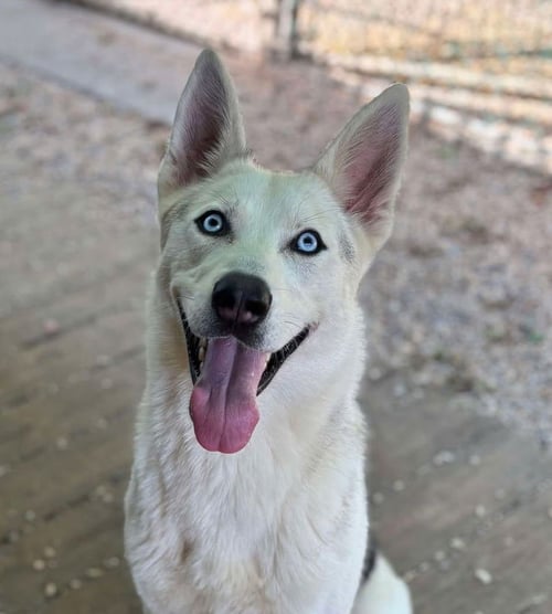 FENRIR - Siberian Husky available for adoption