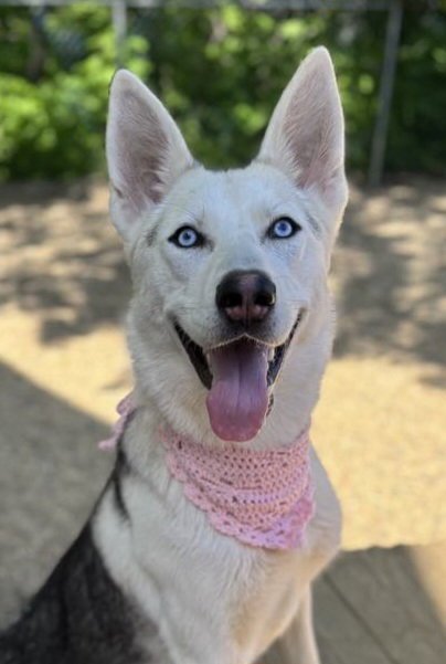 FENRIR - Siberian Husky available for adoption