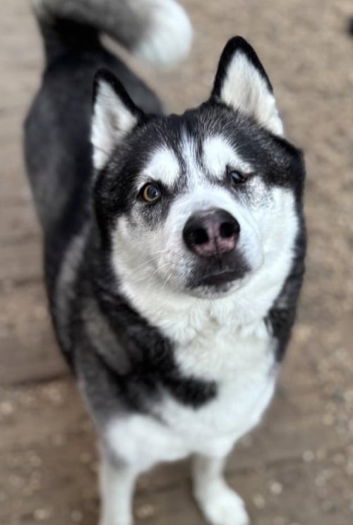 LARZ - Siberian Husky available for adoption
