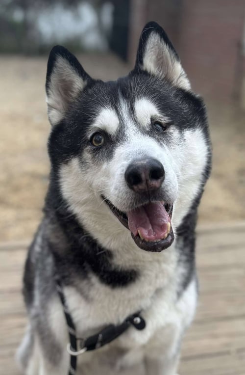 LARZ - Siberian Husky available for adoption