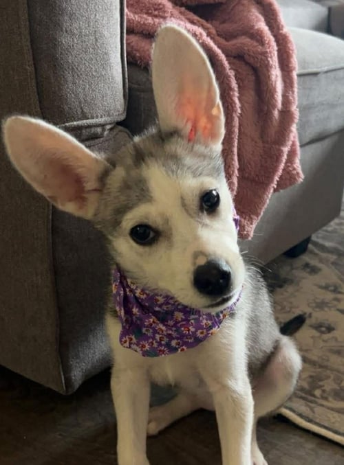 OWALA - Siberian Husky available for adoption