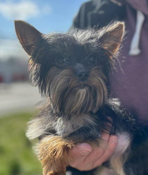 BENTLEY - Yorkshire Terrier Yorkie available for adoption