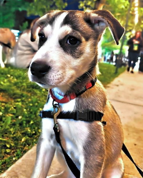 SIRIUS - Siberian Husky for adoption in Edison