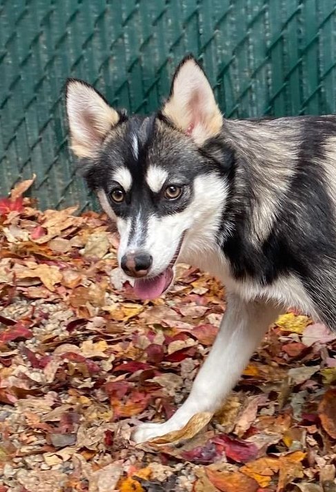 WILLOW - Pomeranian / Siberian Husky available for adoption