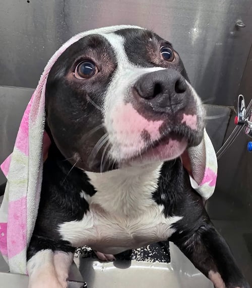 CONAN - Bulldog available for adoption