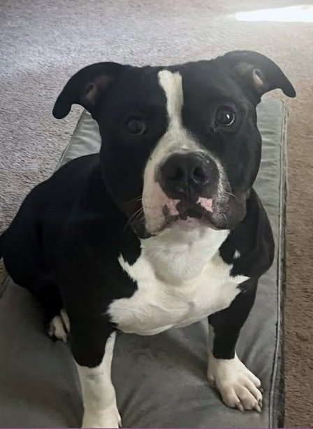 CONAN - Bulldog available for adoption