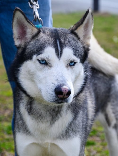 BLUE - Siberian Husky available for adoption