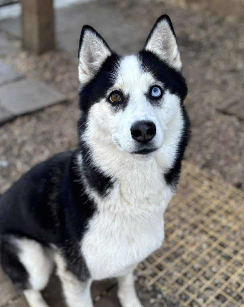 MAYA - Siberian Husky available for adoption