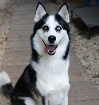 Maya - Photo 2