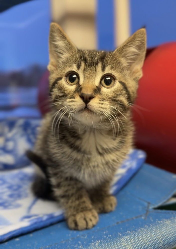 STUART - Domestic Short Hair available for adoption