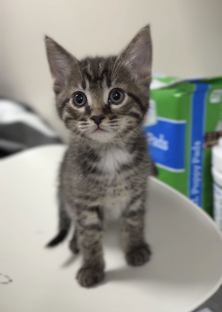 STUART - Domestic Short Hair available for adoption