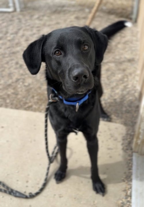 ARTHUR - Labrador Retriever available for adoption