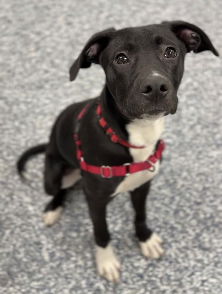 BERT - Terrier available for adoption