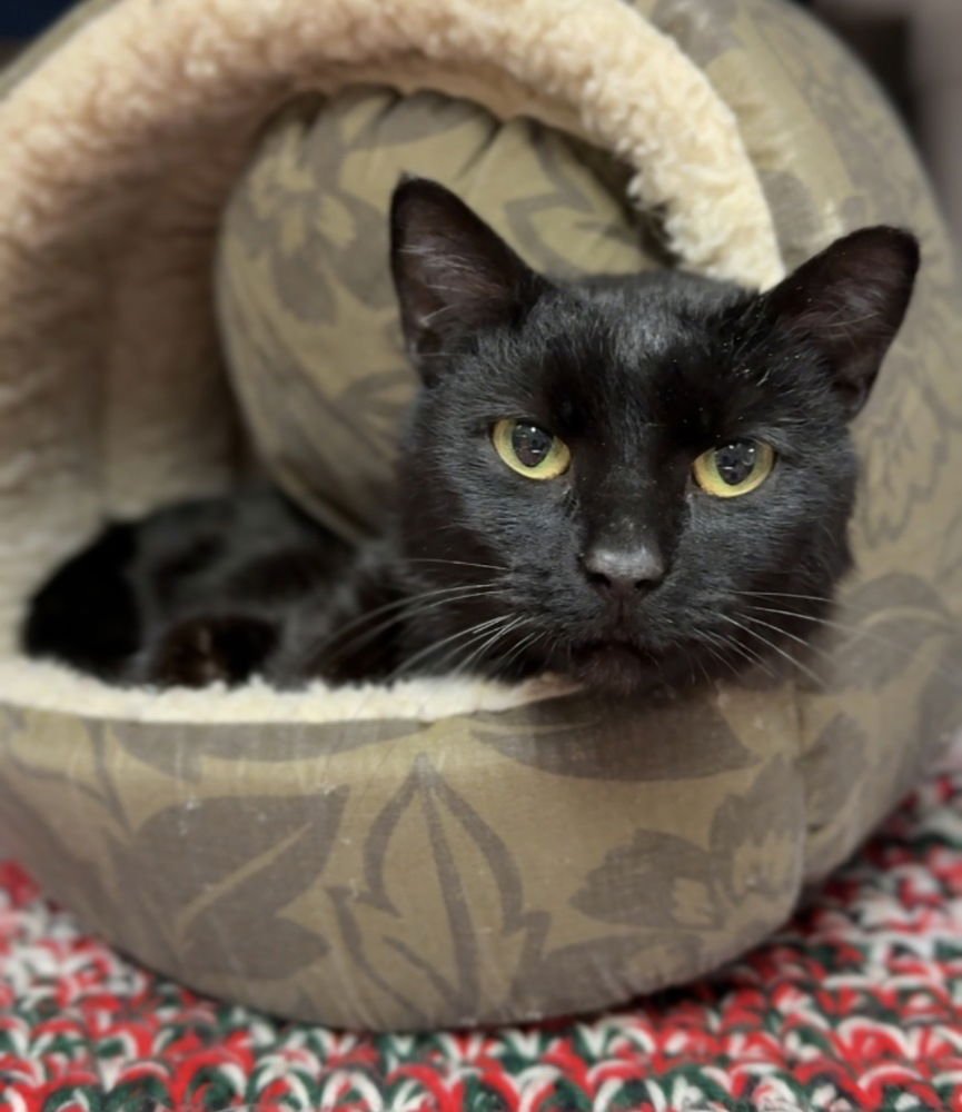 PERCY - Domestic Short Hair available for adoption