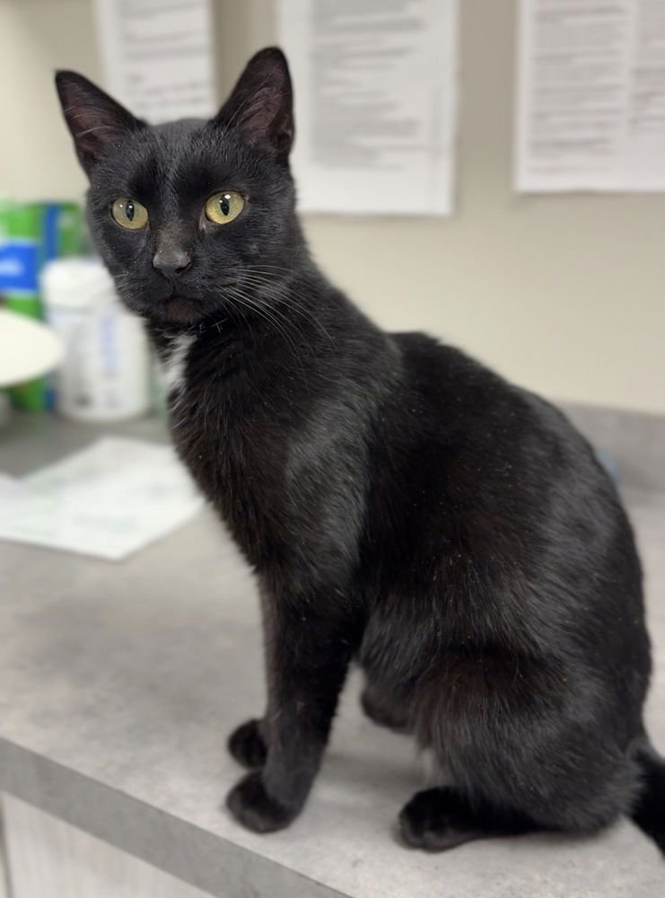 PERCY - Domestic Short Hair available for adoption