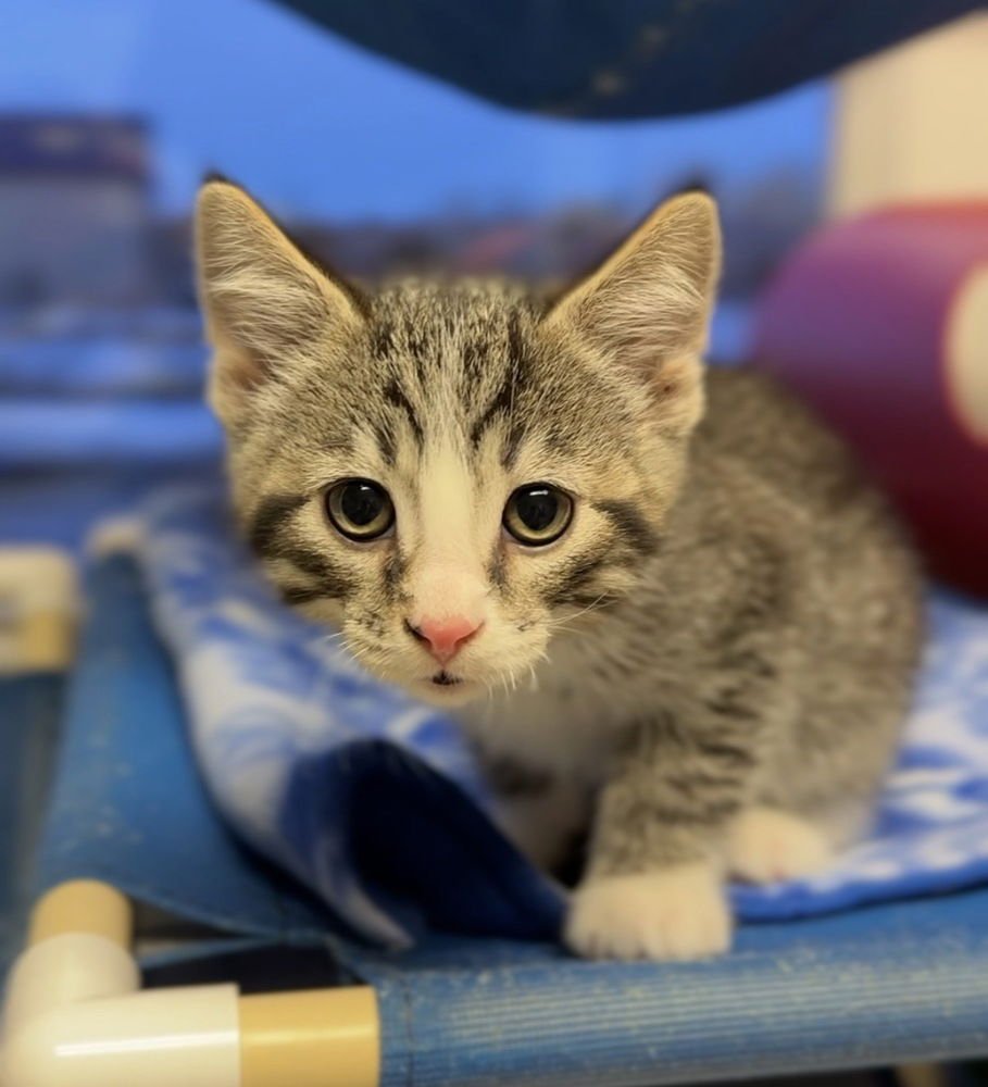 STANLEY - Domestic Short Hair available for adoption