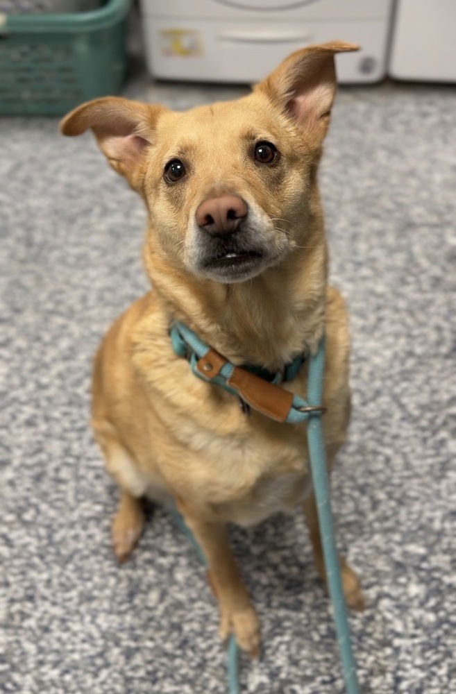 KHLOE - Labrador Retriever / Terrier available for adoption