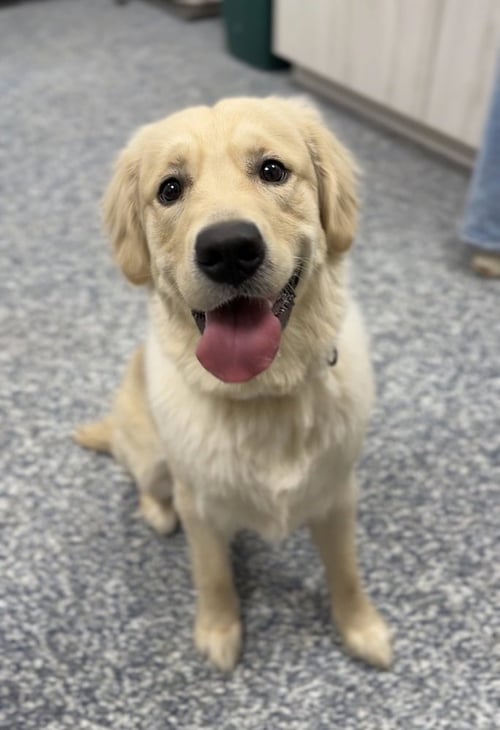 BOOMER - Golden Retriever available for adoption
