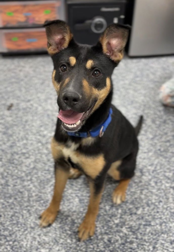 HERA - Terrier available for adoption