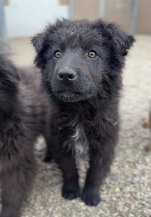 PUMPERNICKEL - Terrier available for adoption