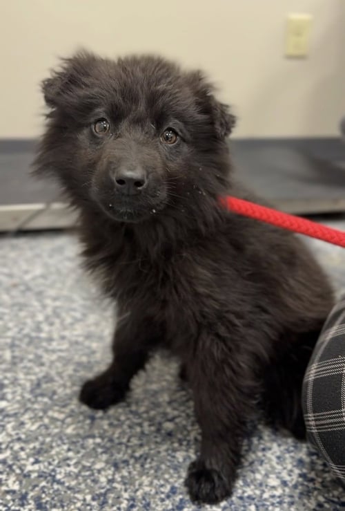 PUMPERNICKEL - Terrier available for adoption