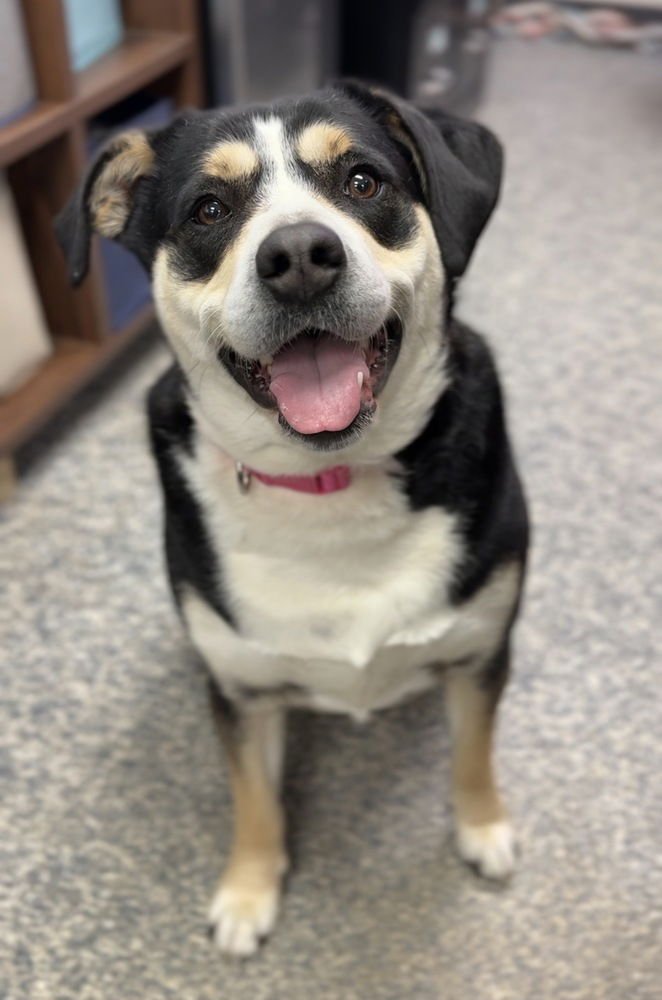 PHOEBE - Terrier available for adoption