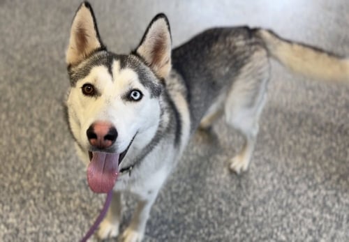 TOBY - Husky available for adoption