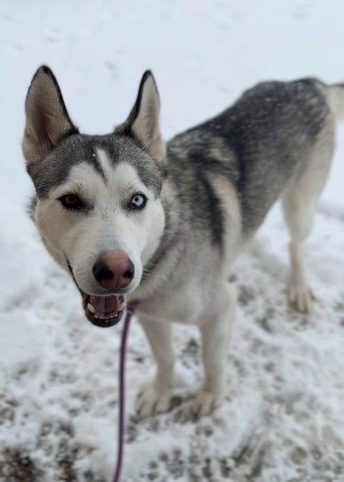 TOBY - Husky available for adoption
