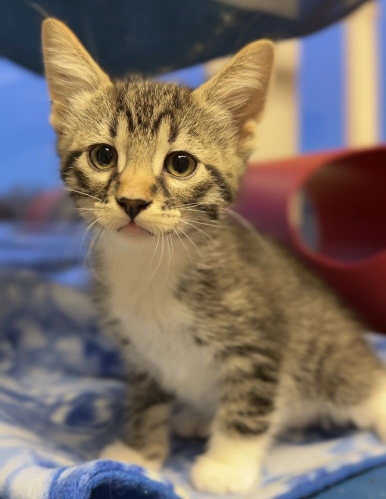 FRANKLIN - Domestic Short Hair available for adoption