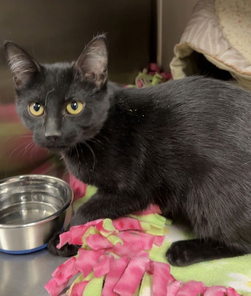 BLYNKEN - Domestic Short Hair available for adoption