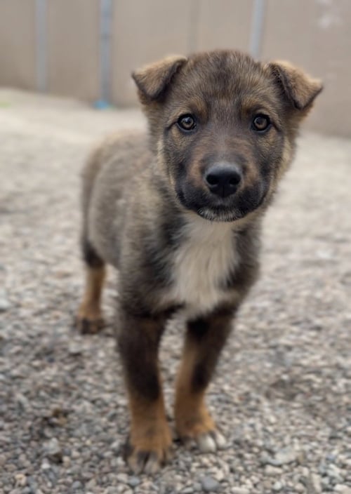 CIABATTA - Terrier available for adoption