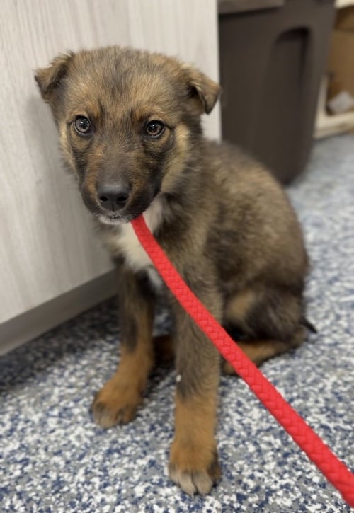 CIABATTA - Terrier available for adoption