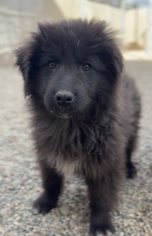 SOURDOUGH - Terrier available for adoption