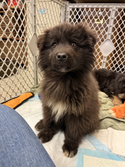 SOURDOUGH - Terrier available for adoption