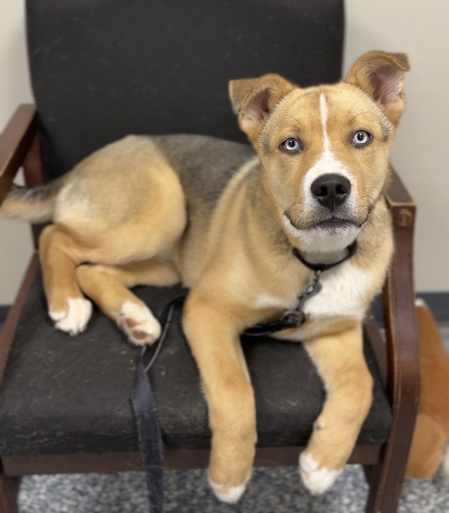 MILKBONE - Husky / Terrier available for adoption