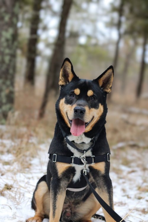 KANE - Unknown available for adoption