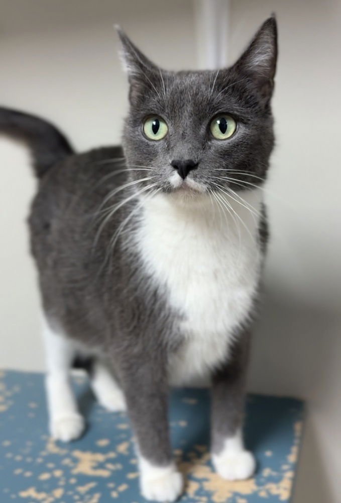 MAGGIE - Domestic Short Hair available for adoption