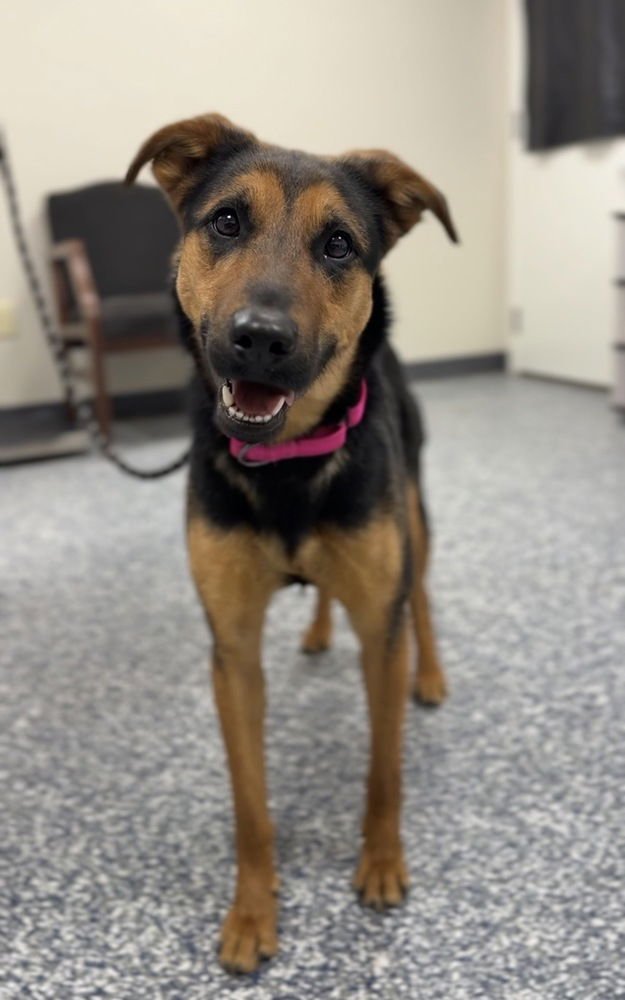 PERSEPHONE - Unknown available for adoption