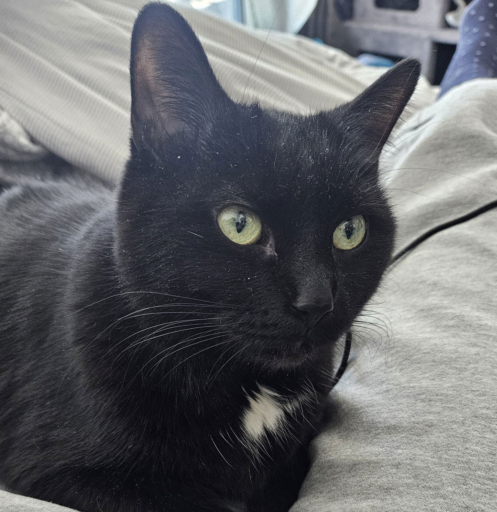 CINDER (HAPPY SINGLE) - Domestic Short Hair available for adoption