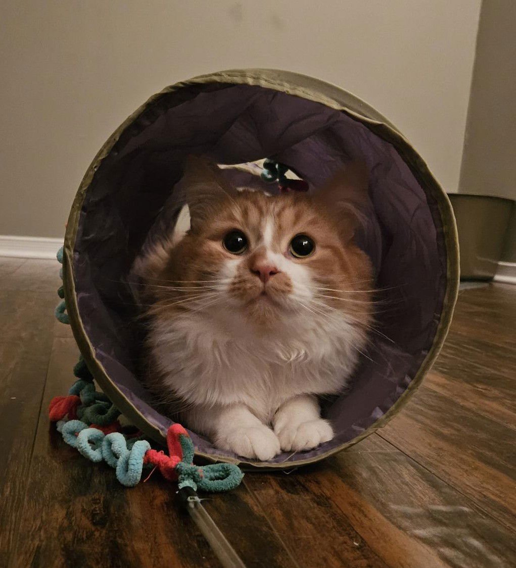 Zafron (Happy SIngle) - Photo 4