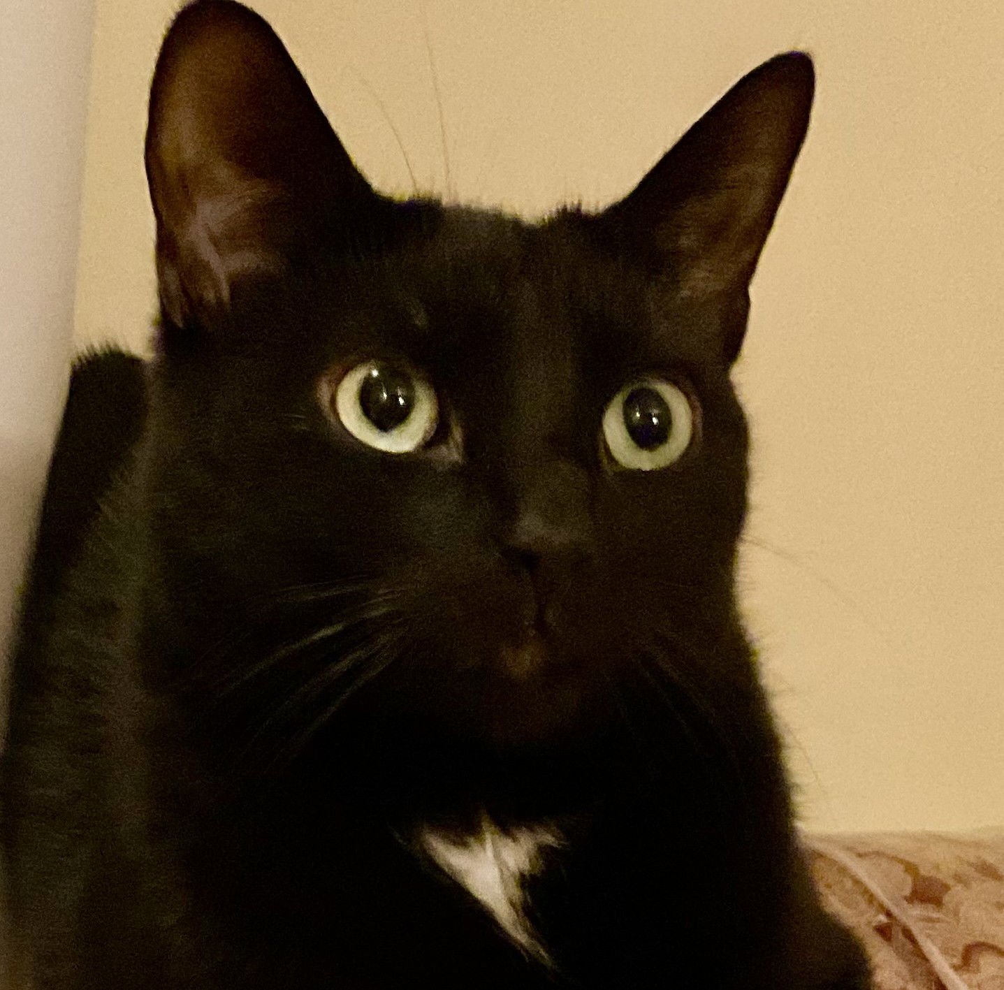 ZIGGY STARDUST (SINGLE) - Domestic Short Hair available for adoption