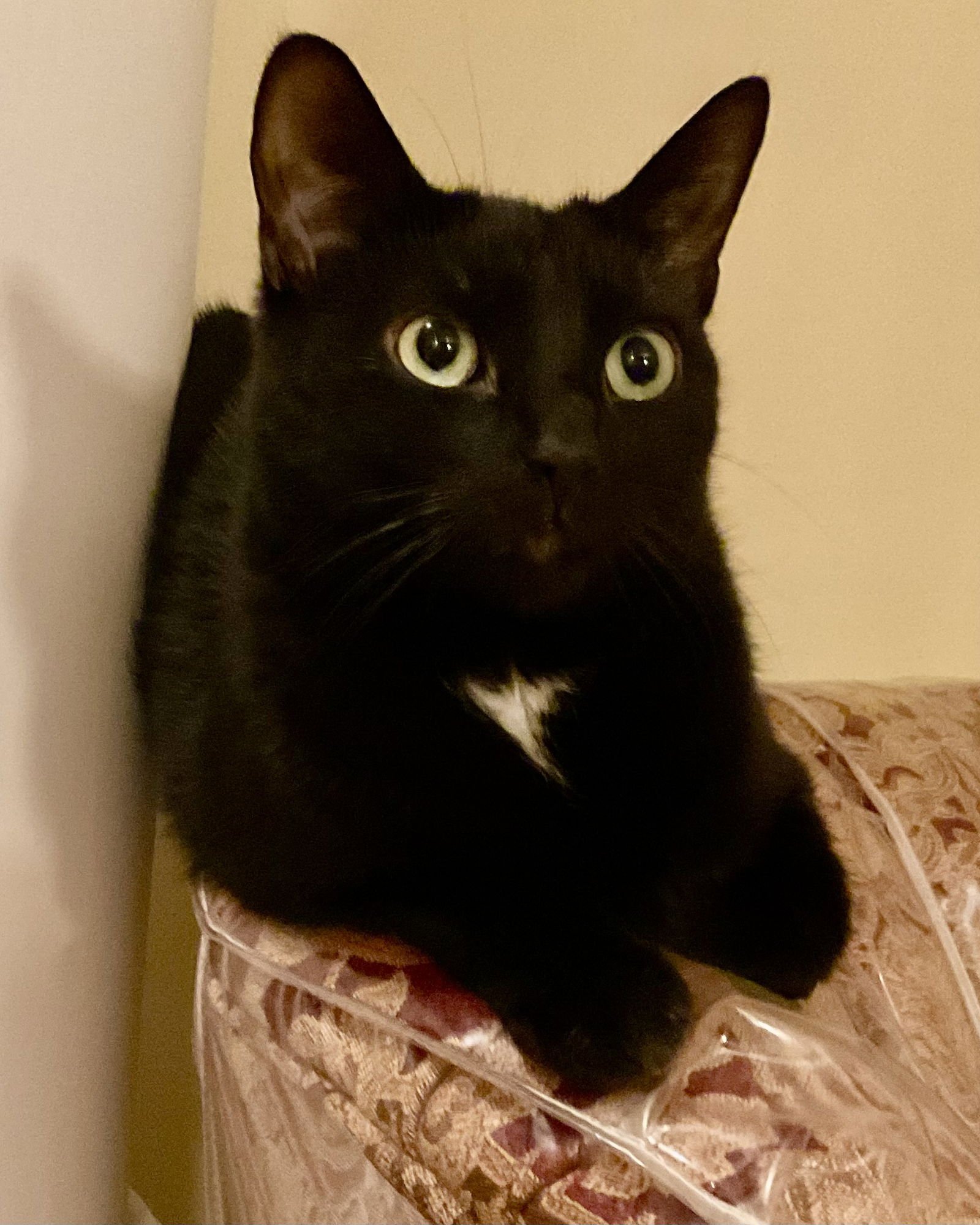 ZIGGY STARDUST (SINGLE) - Domestic Short Hair available for adoption