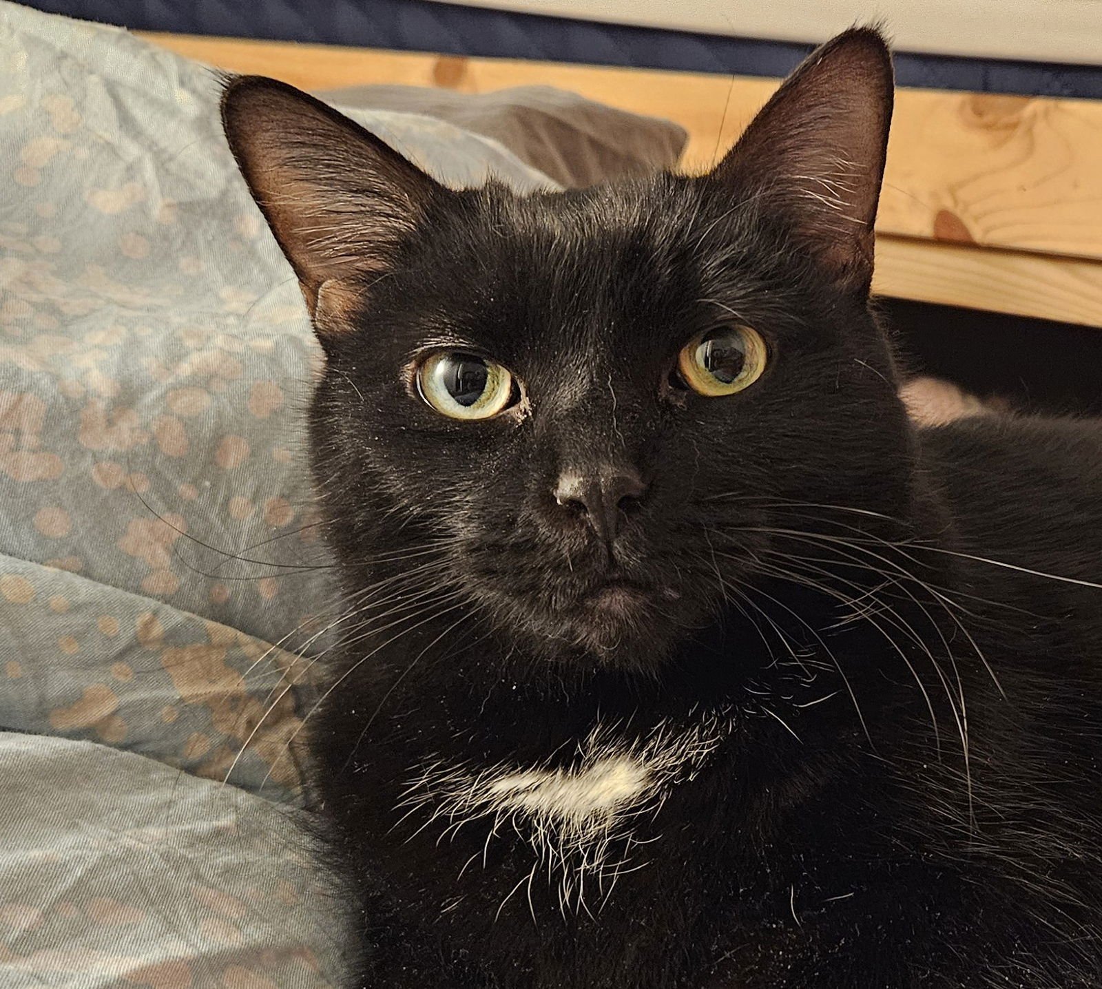 SADIE (HAPPY SINGLE) - Domestic Short Hair available for adoption